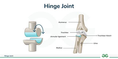 similar to the elbow joint interphalangeal joints are